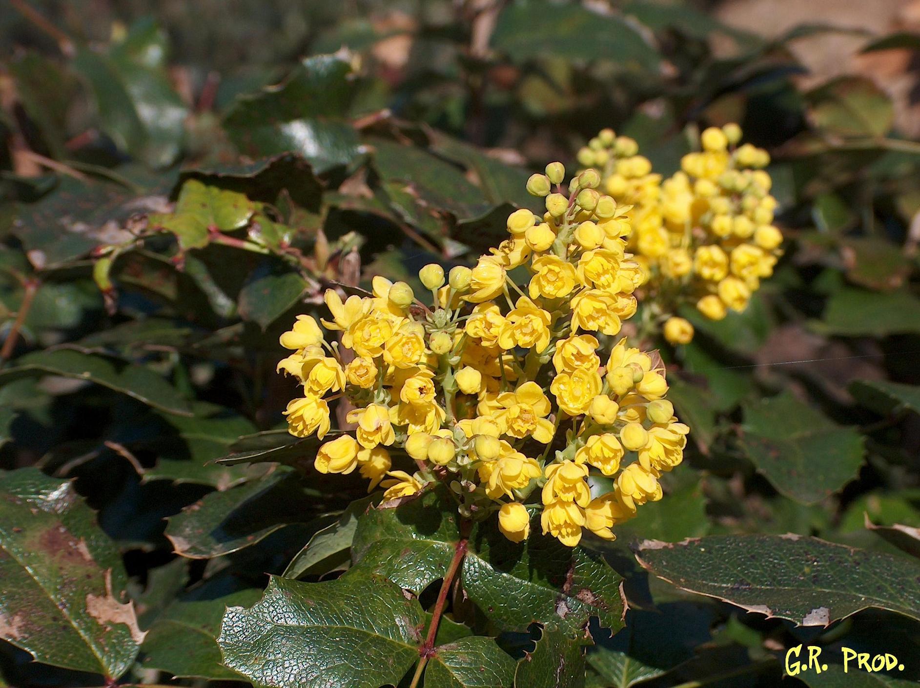 Fonds d'cran Nature Fleurs Sous-bois