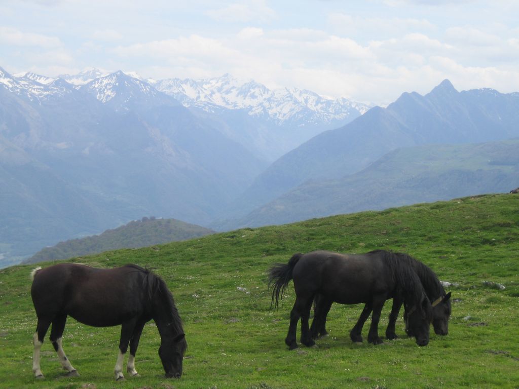 Wallpapers Animals Horses Chevaux dans les Pyrnes