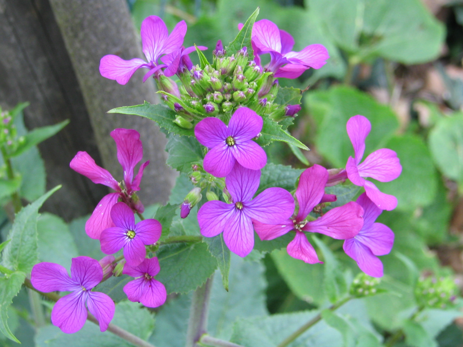 Fonds d'cran Nature Fleurs 