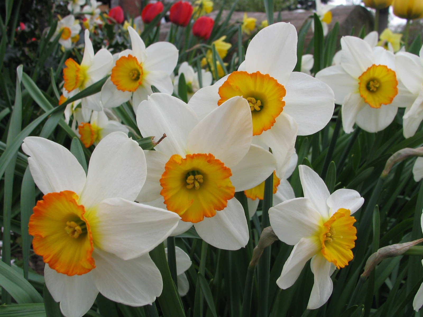 Fonds d'cran Nature Fleurs 