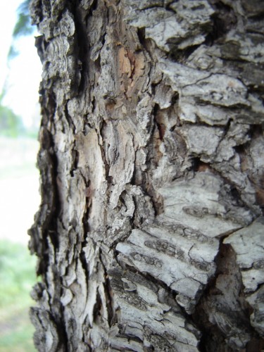 Fonds d'cran Nature Arbres - Forts tronc d'arbre