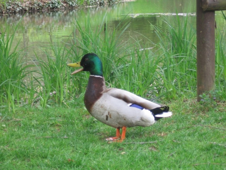 Wallpapers Animals Birds - Ducks Monsieur Col-vert me parle ;-)