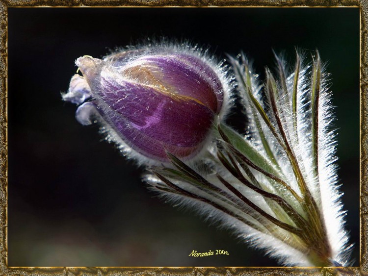 Fonds d'cran Nature Fleurs Pulsatille de Hallier