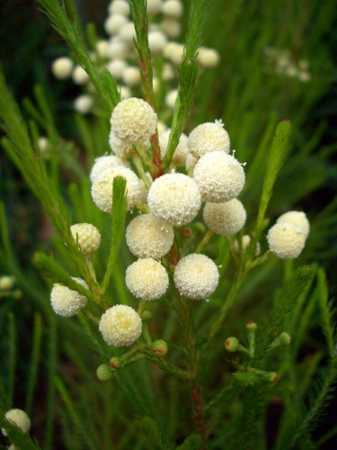 Fonds d'cran Nature Fleurs Pour mon amie Gavroche