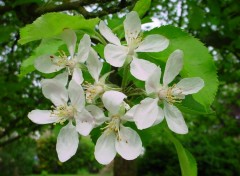 Wallpapers Nature fleurs de mon jardin