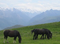 Fonds d'cran Animaux Chevaux dans les Pyrnes