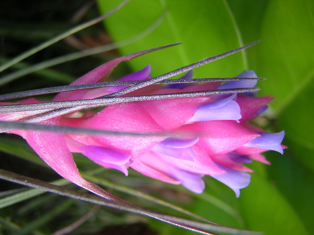 Wallpapers Nature Flowers miniature du jardin