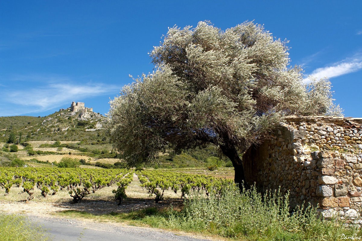 Wallpapers Trips : Europ France > Languedoc-Roussillon Paysage des Corbires