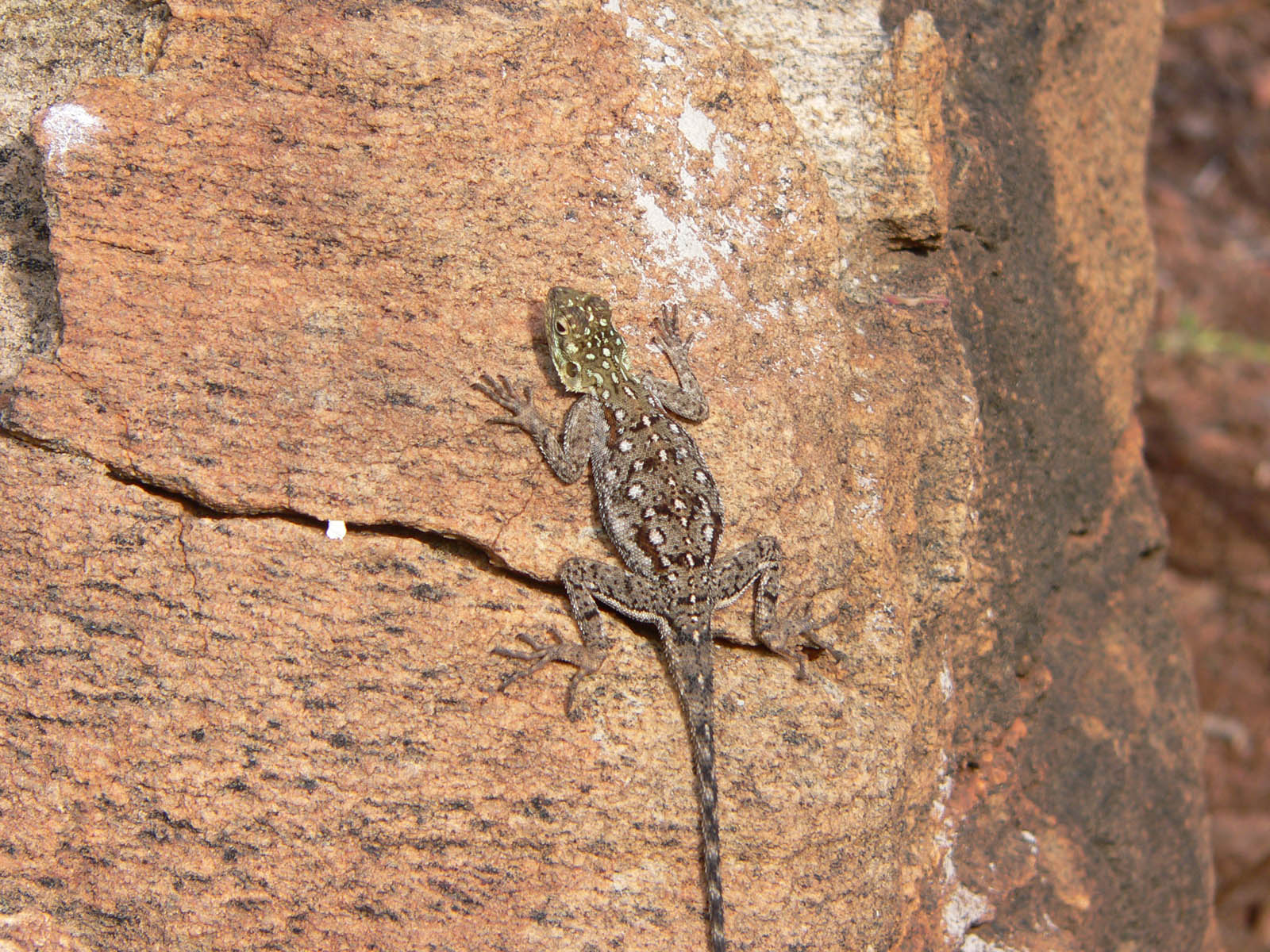 Fonds d'cran Animaux Lzards - Iguanes un ptit effort pour le camo