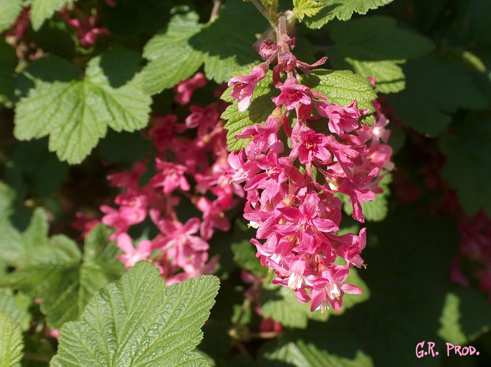 Fonds d'cran Nature Fleurs 