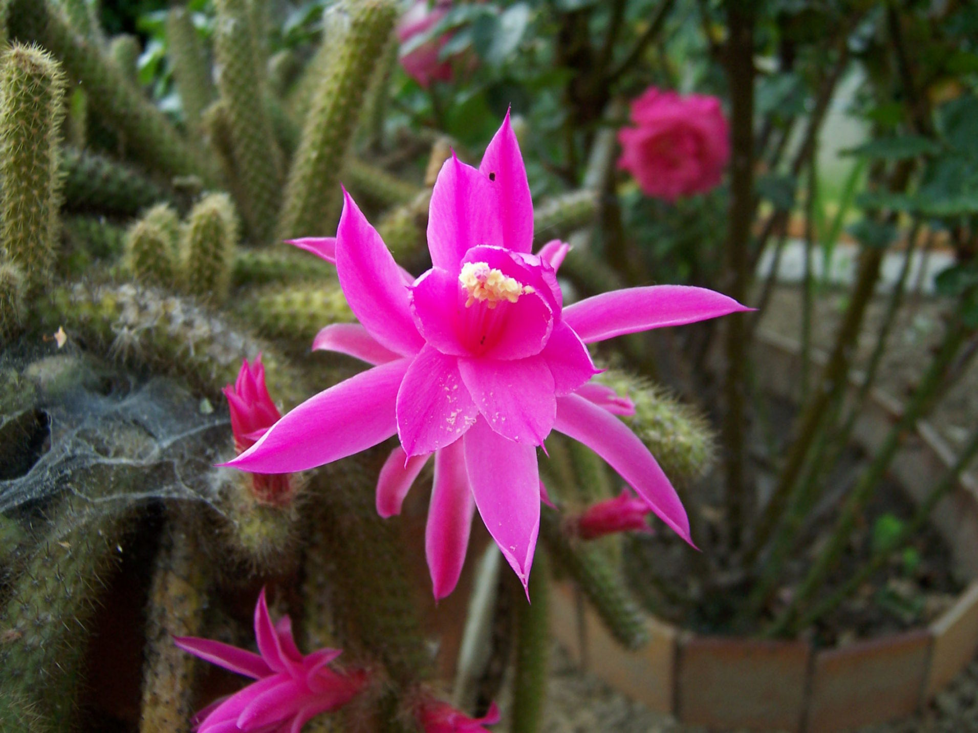 Wallpapers Nature Flowers Fleur de cactus