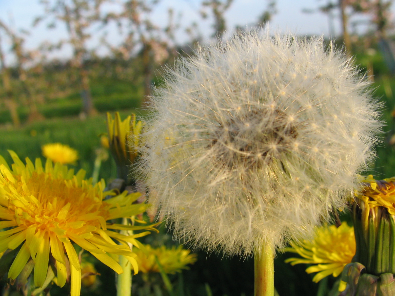 Fonds d'cran Nature Fleurs 