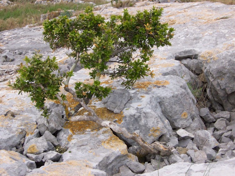 Fonds d'cran Nature Arbres - Forts Bonzai naturel