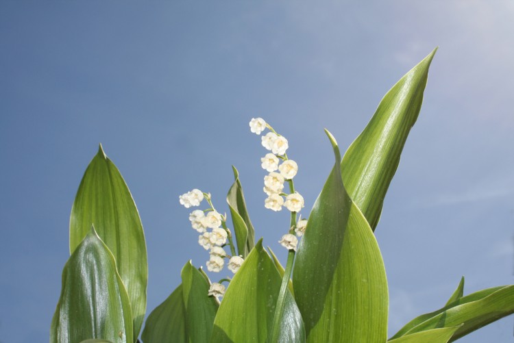 Fonds d'cran Nature Fleurs Un brin de ciel bleu