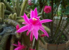 Fonds d'cran Nature Fleur de cactus