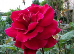 Fonds d'cran Nature Rose rouge