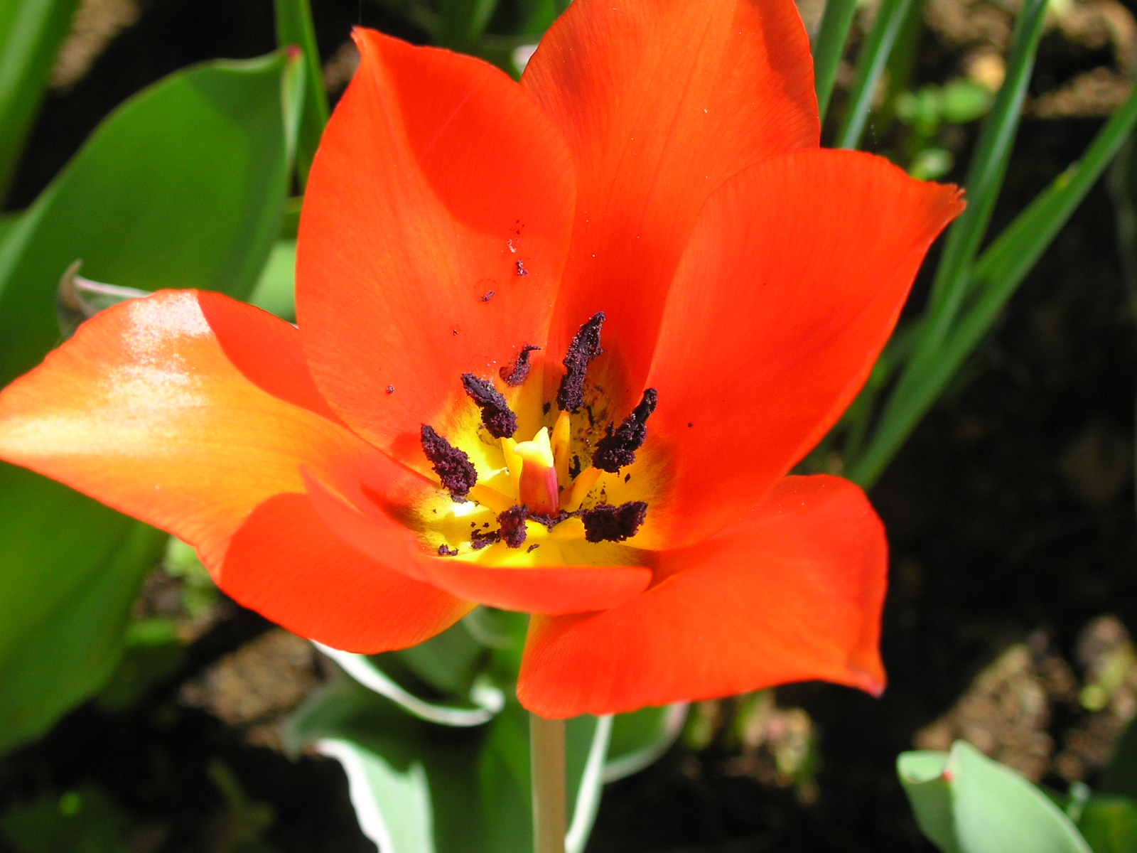 Fonds d'cran Nature Fleurs Tulipe rouge