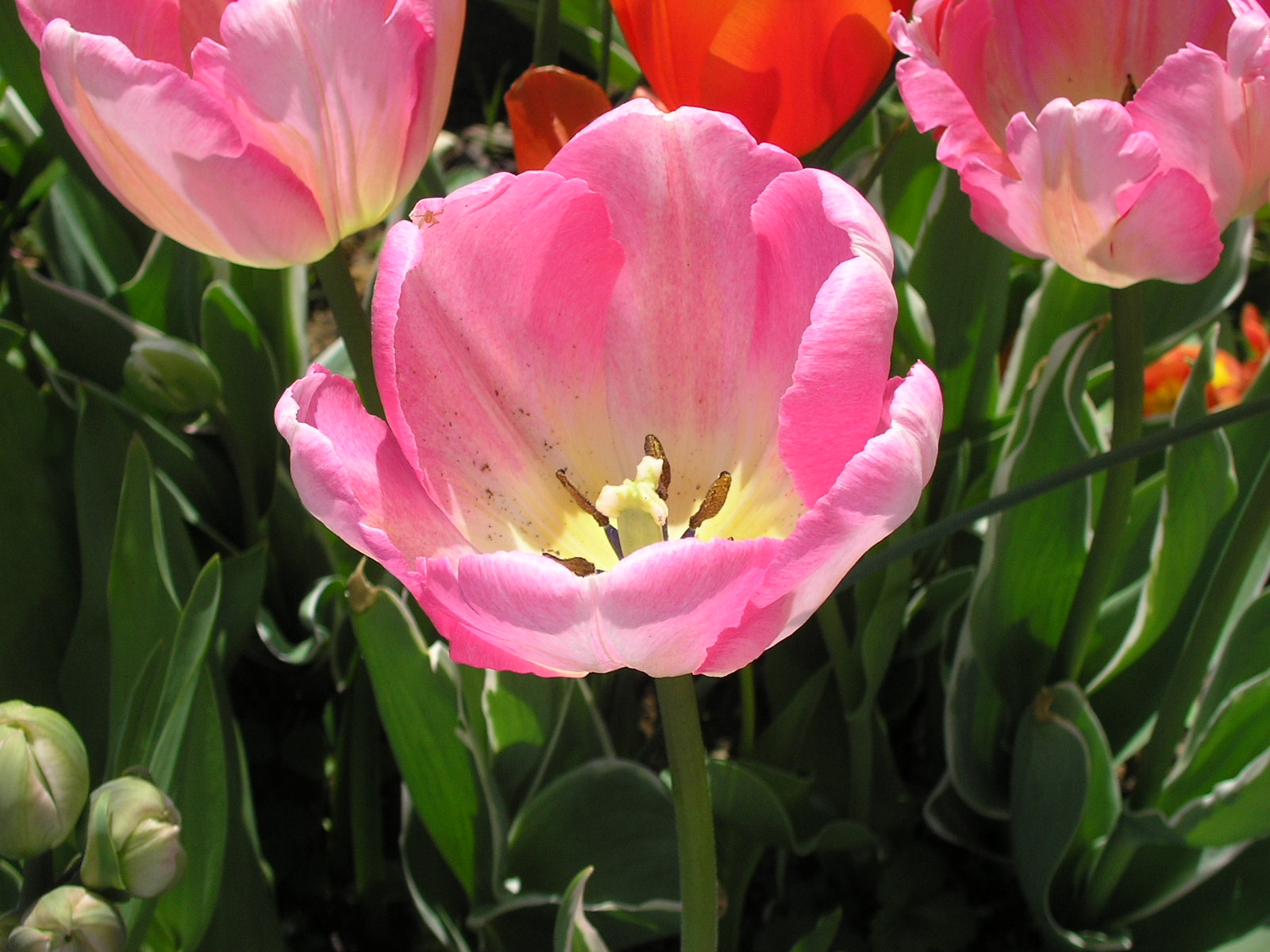 Fonds d'cran Nature Fleurs tulipe rose