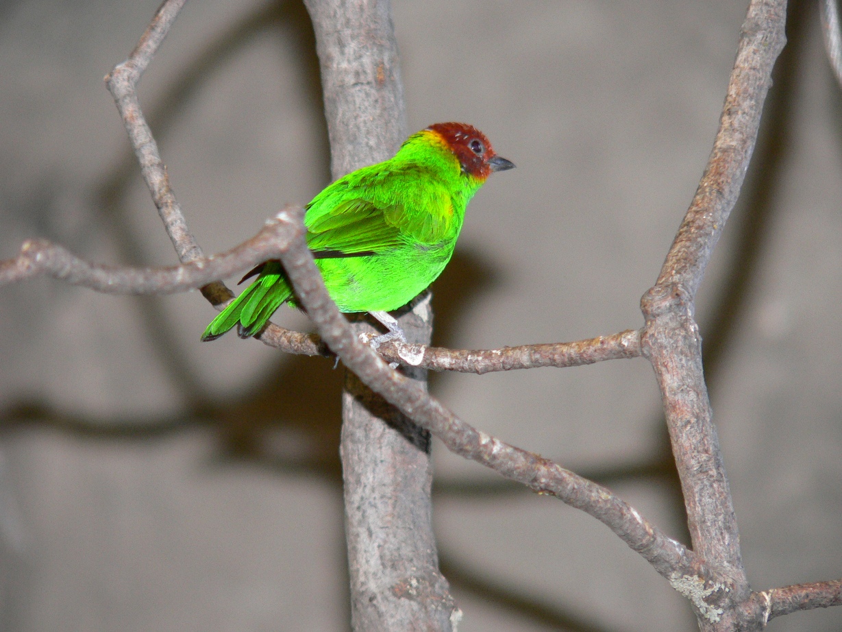 Fonds d'cran Animaux Oiseaux - Callistes Calliste rouverdin