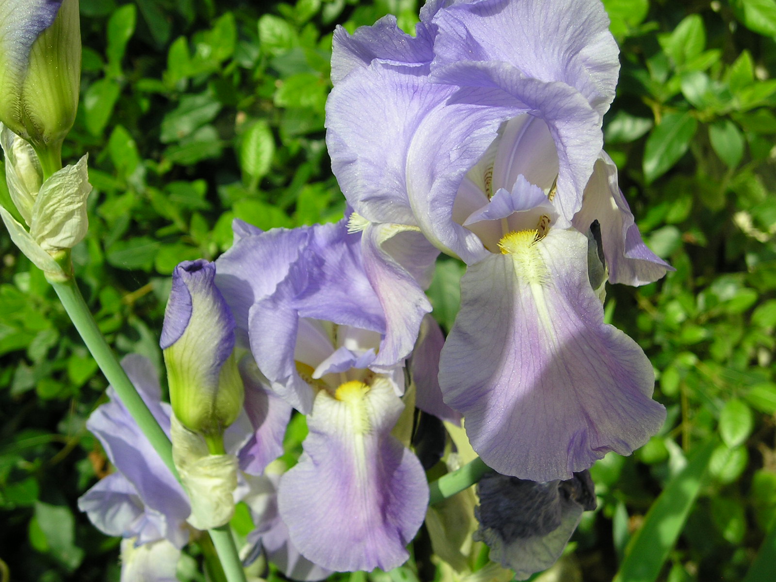 Wallpapers Nature Flowers iris