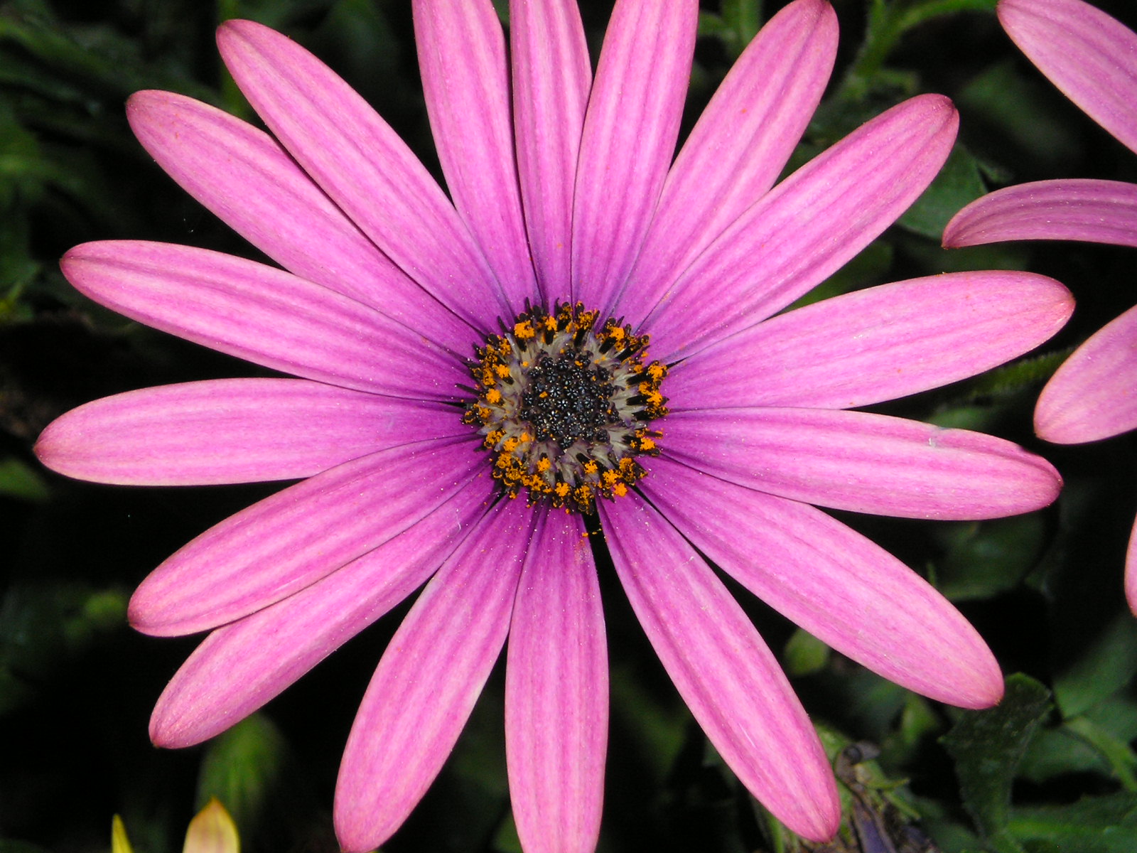 Fonds d'cran Nature Fleurs osteospermum