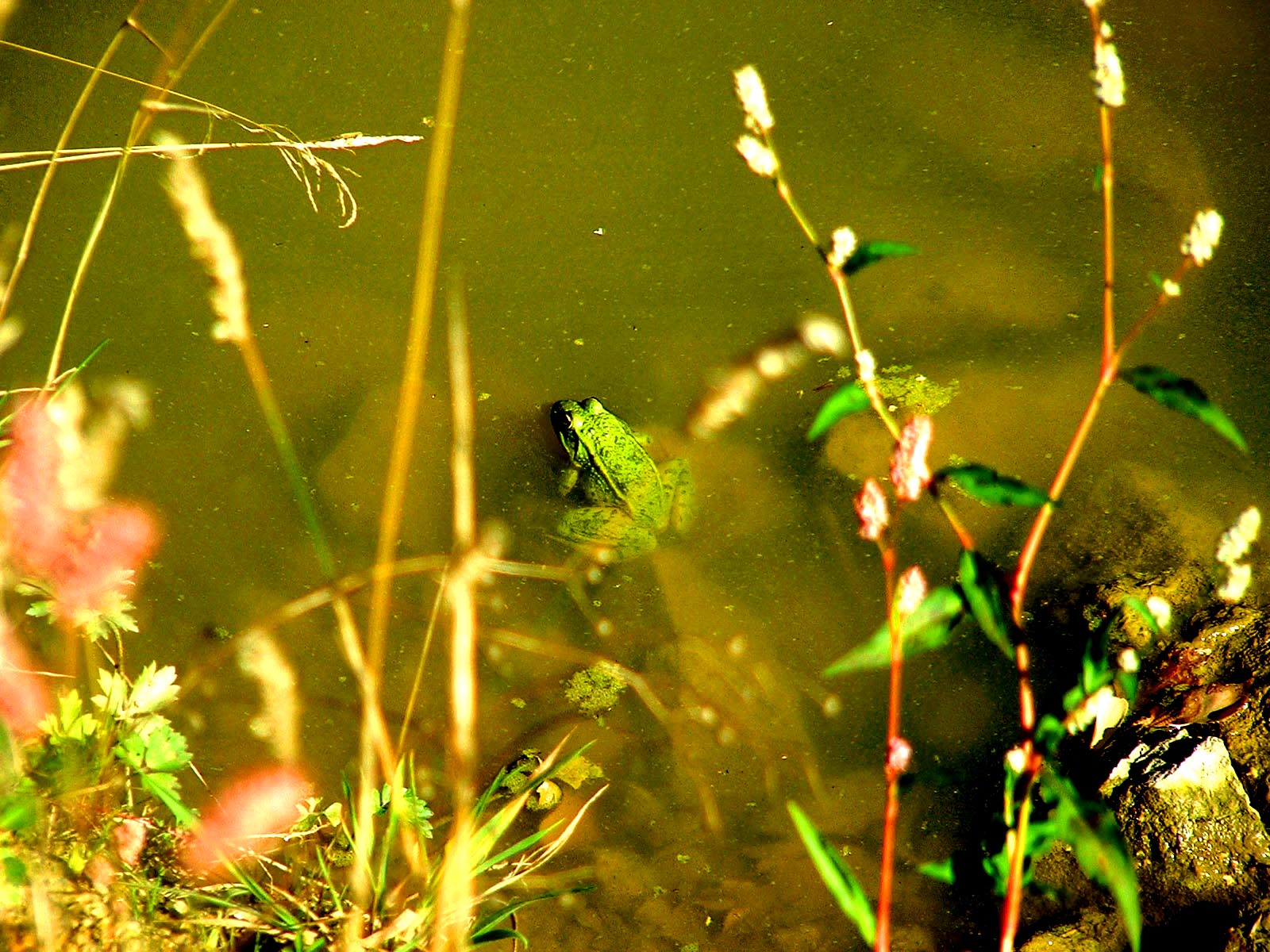 Fonds d'cran Animaux Grenouilles - Crapauds grenouille verte