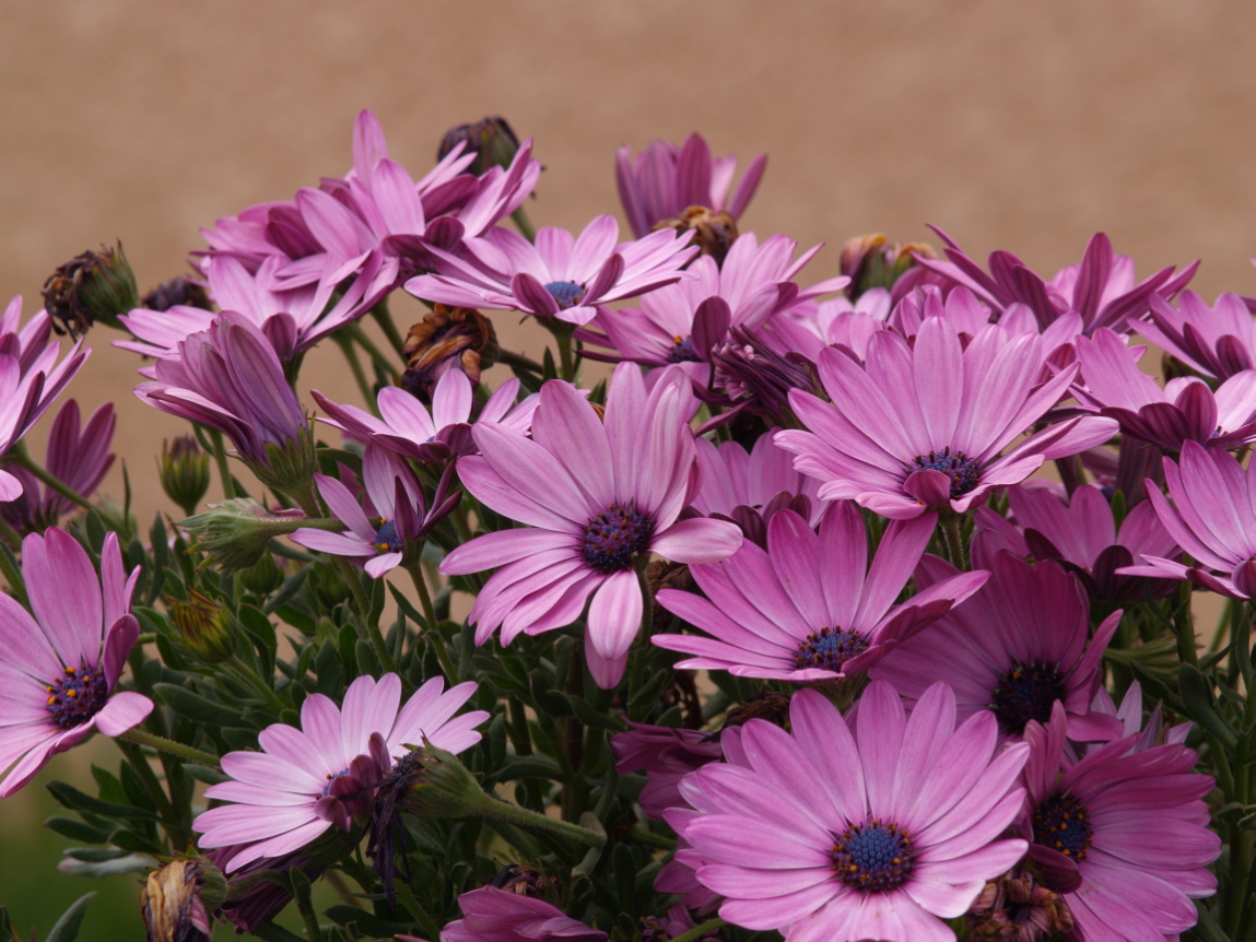 Fonds d'cran Nature Fleurs moi..moi..heu! moi...non moi...