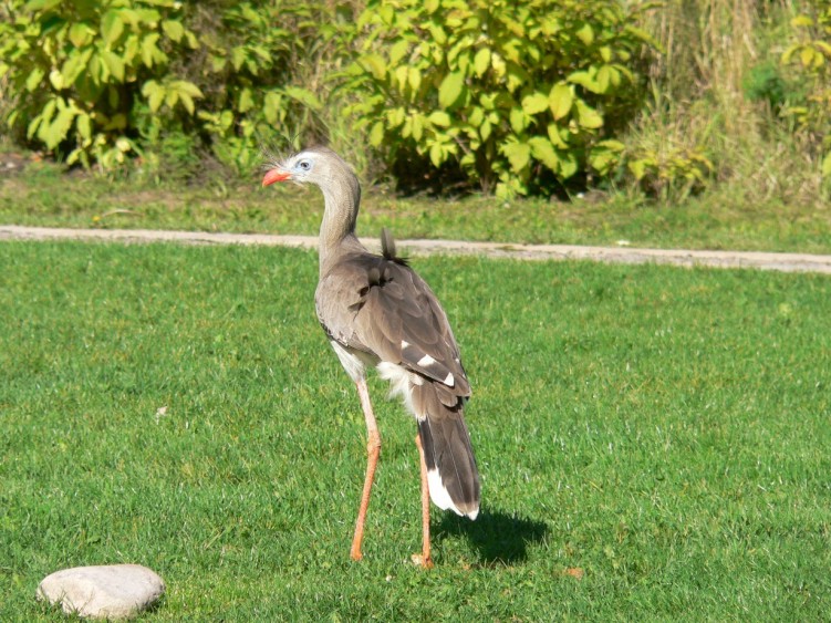 Fonds d'cran Animaux Oiseaux - Divers Cariama hupp