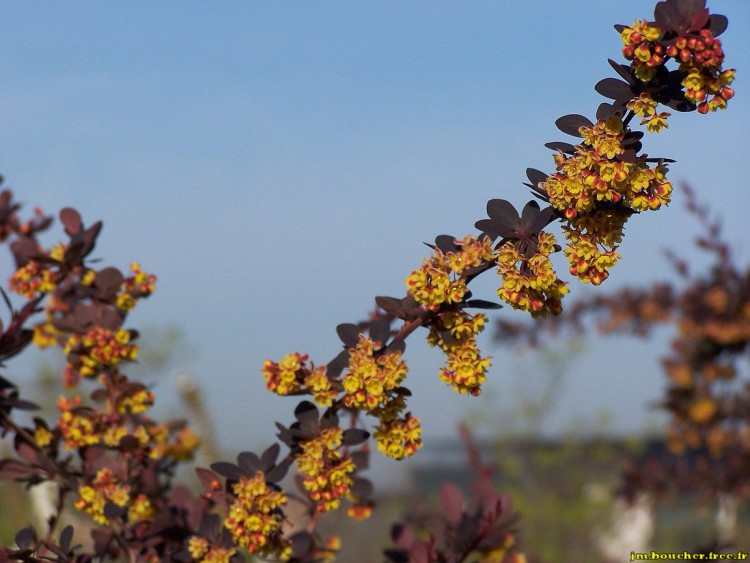 Wallpapers Nature Flowers Fleurs & Fruits en mme temps