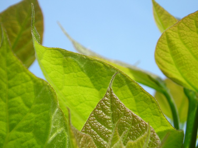 Fonds d'cran Nature Feuilles - Feuillages catalpa