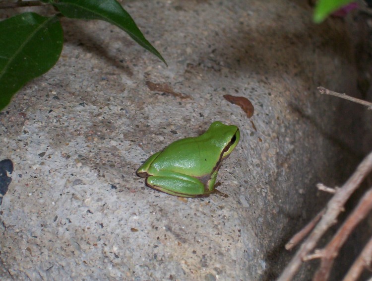 Wallpapers Animals Frogs - Toads Petite grenouille