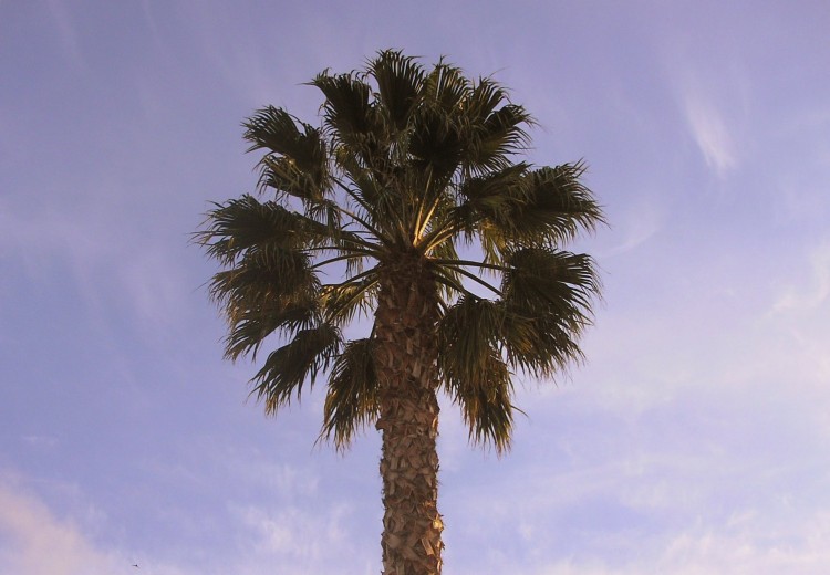 Fonds d'cran Nature Arbres - Forts Palmier