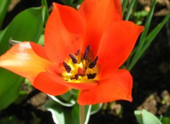 Fonds d'cran Nature Tulipe rouge