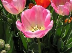 Fonds d'cran Nature tulipe rose