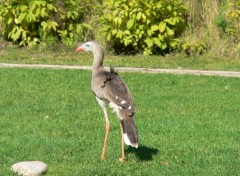 Fonds d'cran Animaux Cariama hupp