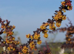 Wallpapers Nature Fleurs & Fruits en mme temps