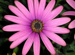 Fonds d'cran Nature osteospermum