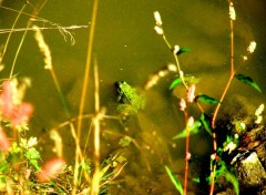 Fonds d'cran Animaux grenouille verte