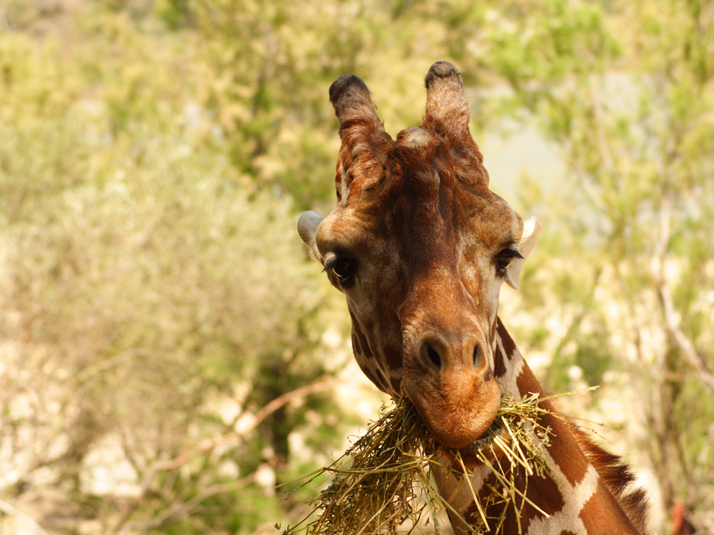 Fonds d'cran Animaux Girafes girafe