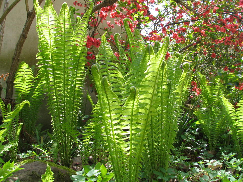 Fonds d'cran Nature Plantes - Arbustes 