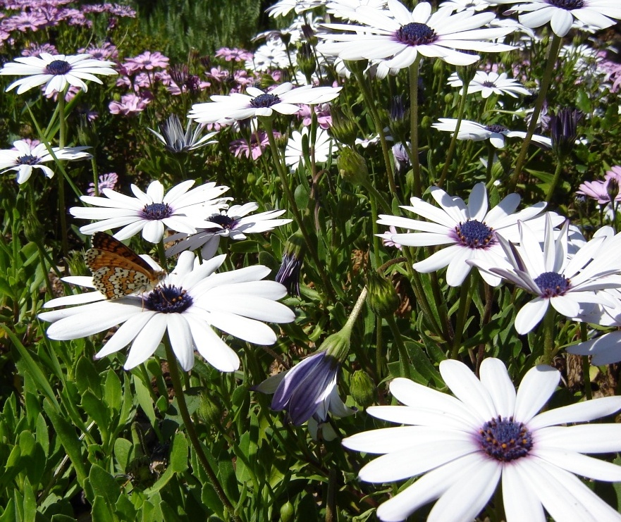 Fonds d'cran Animaux Insectes - Papillons Un peu de repos