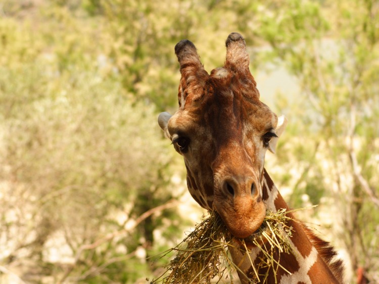 Wallpapers Animals Giraffes girafe