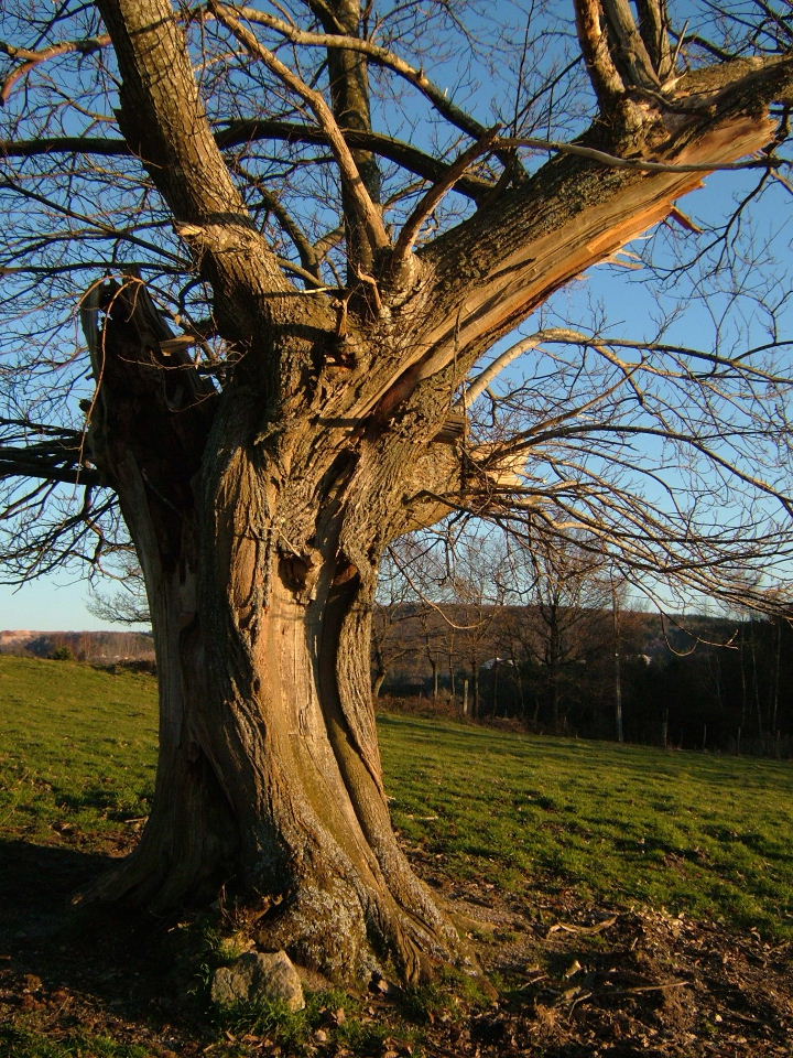 Fonds d'cran Nature Arbres - Forts arbre