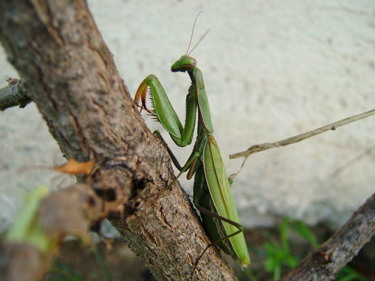 Wallpapers Animals Insects - Mantis mante religieuse