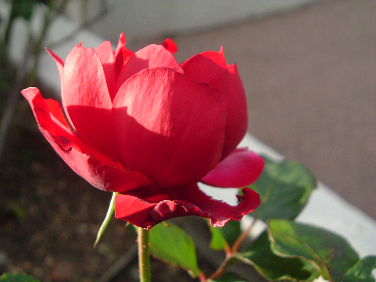 Wallpapers Nature Flowers Les Roses de Martine !