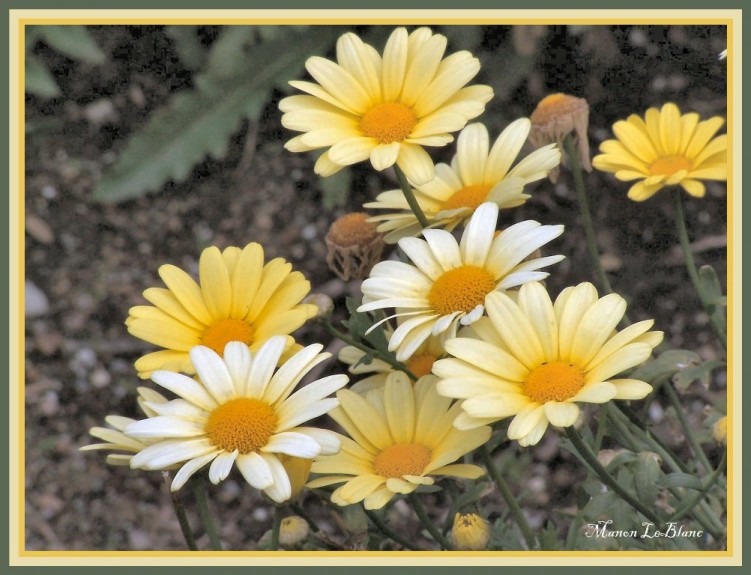 Wallpapers Nature Flowers Marguerittes