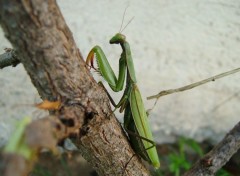 Fonds d'cran Animaux mante religieuse