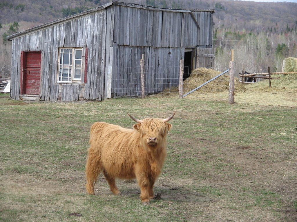 Fonds d'cran Animaux Vaches - Taureaux - Boeufs Boeuf Highland