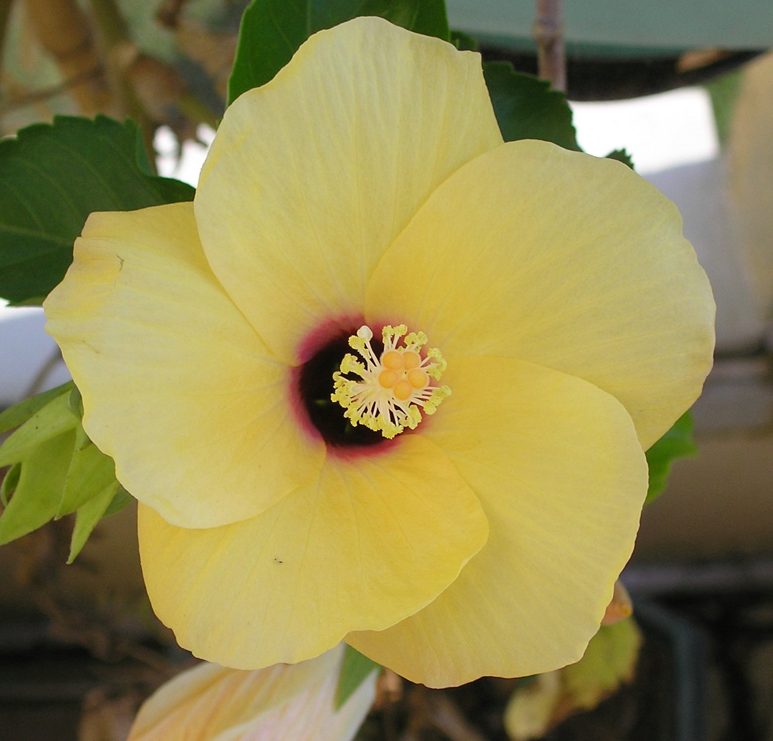 Wallpapers Nature Flowers Fleur d'hibiscus