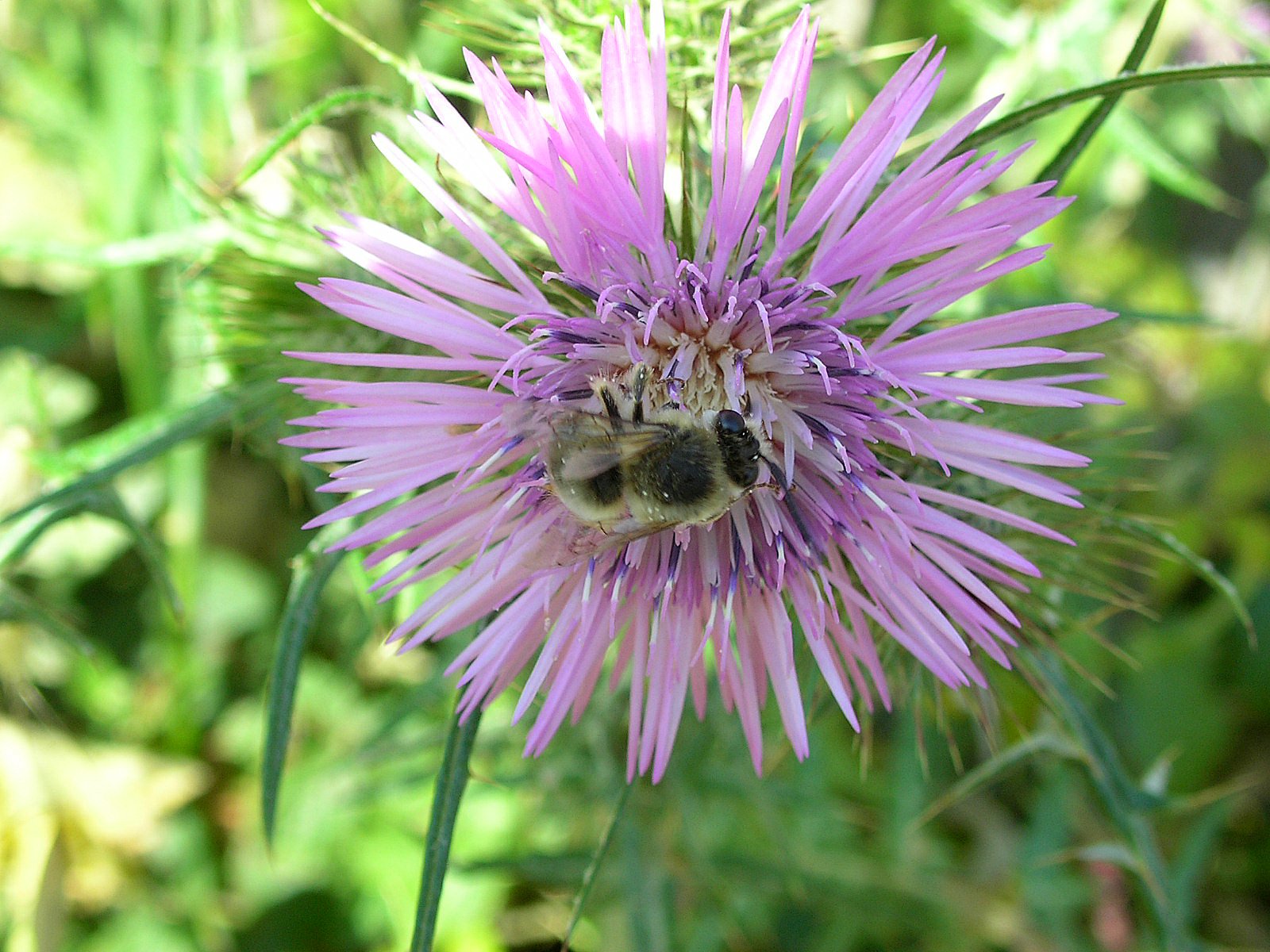 Fonds d'cran Nature Fleurs Fleur mauve visite par une abeille